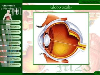 c
                                                              Sistema Sensorial

                                               Globo ocular


Sistema Sensorial


      Receptores

       Sensación


     S. Cutáneas


     S. Viscerales y
     propioceptivas


      S. Olfativas


    S. Gustativas


       S. Visuales


     S. Auditivas




                       Anatomía y Fisiología                                27
 