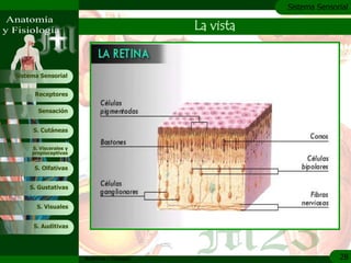c
                                                          Sistema Sensorial

                                               La vista


Sistema Sensorial


      Receptores

       Sensación


     S. Cutáneas


     S. Viscerales y
     propioceptivas


      S. Olfativas


    S. Gustativas


       S. Visuales


     S. Auditivas




                       Anatomía y Fisiología                            28
 