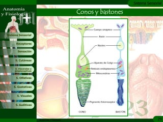 c
                                                                  Sistema Sensorial

                                               Conos y bastones


Sistema Sensorial


      Receptores

       Sensación


     S. Cutáneas


     S. Viscerales y
     propioceptivas


      S. Olfativas


    S. Gustativas


       S. Visuales


     S. Auditivas




                       Anatomía y Fisiología                                    29
 