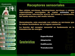 c
                                                                    Sistema Sensorial

                                          Receptores sensoriales
                         Son células nerviosas, terminaciones nerviosas o células
                         especializadas encargadas de captar estímulos que
                         proporcionan información acerca del estado y variaciones,
Sistema Sensorial        del medio externo y del medio interno.

      Receptores
                         Generalmente, esta asociado con células no nerviosas que
       Sensación
                         lo rodean formándose así el órgano sensorial.

     S. Cutáneas         La función del receptor sensorial se fundamenta en la
                         transducción de energía.
     S. Viscerales y
     propioceptivas


      S. Olfativas
                                                 Especificidad

    S. Gustativas                                Adaptación

       S. Visuales                               Codificación

     S. Auditivas                                Transducción



                       Anatomía y Fisiología                                       3
 