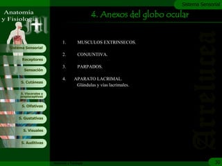c
                                                                       Sistema Sensorial

                                               4. Anexos del globo ocular


                             1.         MUSCULOS EXTRINSECOS.
Sistema Sensorial
                             2.         CONJUNTIVA.
      Receptores
                             3.         PARPADOS.
       Sensación

                             4.      APARATO LACRIMAL.
     S. Cutáneas
                                      Glándulas y vías lacrimales.
     S. Viscerales y
     propioceptivas


      S. Olfativas


    S. Gustativas


       S. Visuales


     S. Auditivas




                       Anatomía y Fisiología                                         30
 