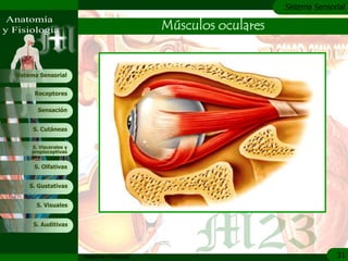 c
                                                                   Sistema Sensorial

                                               Músculos oculares


Sistema Sensorial


      Receptores

       Sensación


     S. Cutáneas


     S. Viscerales y
     propioceptivas


      S. Olfativas


    S. Gustativas


       S. Visuales


     S. Auditivas




                       Anatomía y Fisiología                                     31
 