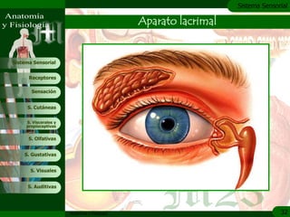 c
                                                                  Sistema Sensorial

                                               Aparato lacrimal


Sistema Sensorial


      Receptores

       Sensación


     S. Cutáneas


     S. Viscerales y
     propioceptivas


      S. Olfativas


    S. Gustativas


       S. Visuales


     S. Auditivas




                       Anatomía y Fisiología                                    32
 
