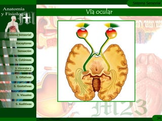 c
                                                            Sistema Sensorial

                                               Vía ocular


Sistema Sensorial


      Receptores

       Sensación


     S. Cutáneas


     S. Viscerales y
     propioceptivas


      S. Olfativas


    S. Gustativas


       S. Visuales


     S. Auditivas




                       Anatomía y Fisiología                              34
 