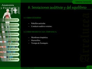 c
                                                                   Sistema Sensorial

                                 6. Sensaciones auditivas y del equilibrio

                         6.1 OIDO EXTERNO.
Sistema Sensorial

                                 –    Pabellón auricular.
      Receptores
                                 –    Conducto auditivo externo.
       Sensación
                         6.2 OIDO MEDIO O CAJA TIMPANICA.
     S. Cutáneas

                                 –    Membrana timpánica.
     S. Viscerales y
     propioceptivas              –    Huesesillos.
      S. Olfativas
                                 –    Trompa de Eustaquio.


    S. Gustativas


       S. Visuales


     S. Auditivas




                       Anatomía y Fisiología                                     35
 