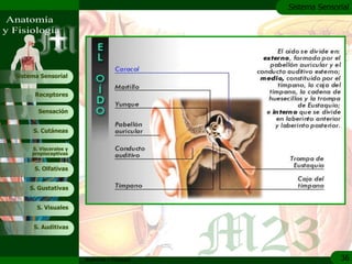 c
                                               Sistema Sensorial




Sistema Sensorial


      Receptores

       Sensación


     S. Cutáneas


     S. Viscerales y
     propioceptivas


      S. Olfativas


    S. Gustativas


       S. Visuales


     S. Auditivas




                       Anatomía y Fisiología                 36
 
