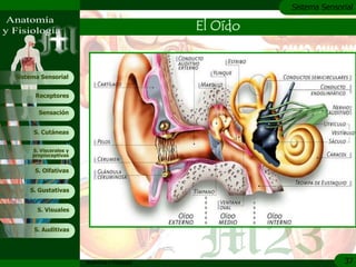 c
                                                         Sistema Sensorial

                                               El Oído


Sistema Sensorial


      Receptores

       Sensación


     S. Cutáneas


     S. Viscerales y
     propioceptivas


      S. Olfativas


    S. Gustativas


       S. Visuales


     S. Auditivas




                       Anatomía y Fisiología                           37
 