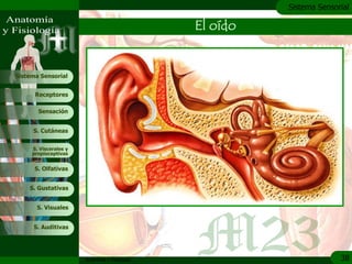 c
                                                         Sistema Sensorial

                                               El oído


Sistema Sensorial


      Receptores

       Sensación


     S. Cutáneas


     S. Viscerales y
     propioceptivas


      S. Olfativas


    S. Gustativas


       S. Visuales


     S. Auditivas




                       Anatomía y Fisiología                           38
 