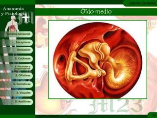 c
                                                            Sistema Sensorial

                                               Óído medio


Sistema Sensorial


      Receptores

       Sensación


     S. Cutáneas


     S. Viscerales y
     propioceptivas


      S. Olfativas


    S. Gustativas


       S. Visuales


     S. Auditivas




                       Anatomía y Fisiología                              39
 