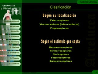 c
                                                                                  Sistema Sensorial

                                                       Clasificación


Sistema Sensorial
                                                       Exteroceptores
                                               Visceroceptores (interoceptores)
      Receptores
                                                       Propioceptores
       Sensación


     S. Cutáneas


     S. Viscerales y
     propioceptivas


      S. Olfativas                                    Mecanorreceptores
                                                       Termorreceptores
    S. Gustativas
                                                         Nociceptores
       S. Visuales                                      Fotorreceptores
                                                       Quimiorreceptores
     S. Auditivas




                       Anatomía y Fisiología                                                     4
 