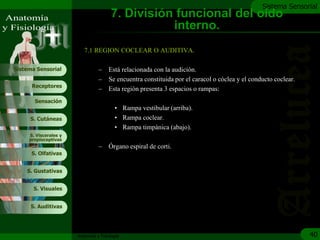 c
                                                                                                Sistema Sensorial
                                       7. División funcional del oído
                                                  interno.
                          7.1 REGION COCLEAR O AUDITIVA.

Sistema Sensorial                –    Está relacionada con la audición.
                                 –    Se encuentra constituida por el caracol o cóclea y el conducto coclear.
      Receptores
                                 –    Esta región presenta 3 espacios o rampas:
       Sensación
                                         • Rampa vestibular (arriba).
     S. Cutáneas                         • Rampa coclear.
                                         • Rampa timpánica (abajo).
     S. Viscerales y
     propioceptivas
                                 –    Órgano espiral de corti.
      S. Olfativas


    S. Gustativas


       S. Visuales


     S. Auditivas




                       Anatomía y Fisiología                                                                    40
 