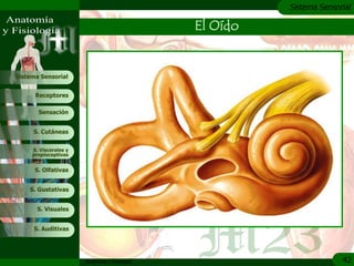 c
                                                         Sistema Sensorial

                                               El Oído


Sistema Sensorial


      Receptores

       Sensación


     S. Cutáneas


     S. Viscerales y
     propioceptivas


      S. Olfativas


    S. Gustativas


       S. Visuales


     S. Auditivas




                       Anatomía y Fisiología                           42
 