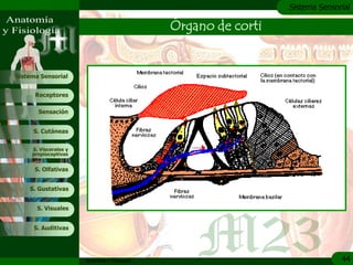 c
                                                                 Sistema Sensorial

                                               Órgano de corti


Sistema Sensorial


      Receptores

       Sensación


     S. Cutáneas


     S. Viscerales y
     propioceptivas


      S. Olfativas


    S. Gustativas


       S. Visuales


     S. Auditivas




                       Anatomía y Fisiología                                   44
 