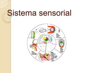 Sistema sensorial 