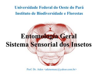 Universidade Federal do Oeste do Pará
  Instituto de Biodiversidade e Florestas




     Entomologia Geral
Sistema Sensorial dos Insetos


        Prof. Dr. Aden <adenomarc@yahoo.com.br>
 