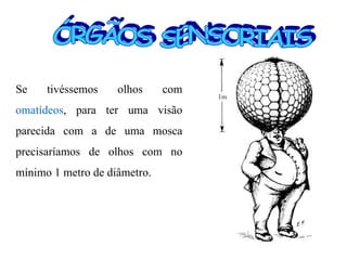 Se    tivéssemos    olhos     com
omatídeos, para ter uma visão
parecida com a de uma mosca
precisaríamos de olhos com no
mínimo 1 metro de diâmetro.
 