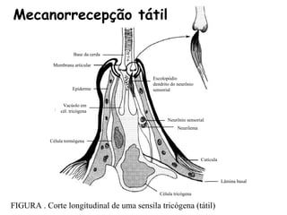 Mecanorrecepção tátil

                      Base da cerda

            Membrana articular

                                         Escolopódio
                                         dendrito do neurônio
                     Epiderme            sensorial


                Vacúolo em
               cél. tricógena
                                                Neurônio sensorial
                                                     Neurilema

           Célula tormógena


                                                                 Cutícula



                                                                            Lâmina basal

                                            Célula tricógena

FIGURA . Corte longitudinal de uma sensila tricógena (tátil)
 