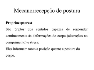 Mecanorrecepção de postura

Proprioceptores:
São órgãos dos sentidos capazes de responder
continuamente às deformações do corpo (alterações no
comprimento) e stress.
Eles informam tanto a posição quanto a postura do
corpo.
 