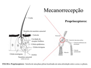 Mecanorrecepção
                                     Cerda

                                                                              Proprioceptores:


                            Dendrito do neurônio sensorial

                                             Cutícula             Hemocele

                                          Cavidade do
                                                                                       Sensila do tipo placa pilosa
                                          receptor linfático
                                                                                               Cutícula membranosa da
                                          Célula epidérmica                                    articulação

                                             Célula tricógena
                                                                                                Cutícula
                                                                                                esclerotizada
                                                                             Músculo
         Célula tormógena           Axônio
                   Neurônio sensorial
                       (célula nervosa)



FIGURA. Proprioceptores: Sensila de uma placa pilosa localizada em uma articulação entre a coxa e a pleura.
 
