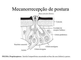 Mecanorrecepção de postura
                                                  Placa cuticular (Domo)




                                                                             Cutícula


                                                                       Cavidade do
                                                                       receptor linfático

                                                                           Célula epidérmica




                Neurônio sensorial
                                                            Célula tormógena
                                            Célula tricógena
                          Axônio


FIGURA. Proprioceptores: Sensila Campaniforme encontradas na base das asas (haltere) e pernas.
 