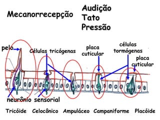 Audição
 Mecanorrecepção                 Tato
                                 Pressão

                                               células
pelo        Células tricógenas
                                   placa
                                             tormógenas
                                 cuticular
                                                      placa
                                                    cuticular




 neurônio sensorial
 Tricóide    Celocônico Ampuláceo Campaniforme       Placóide
 