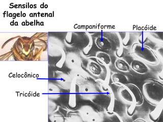 Sensilos do
flagelo antenal
  da abelha       Campaniforme   Placóide




 Celocônico


   Tricóide
 
