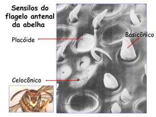Sensilos do
flagelo antenal
  da abelha
                  Basicônico
  Placóide




  Celocônico
 