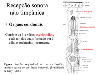 Recepção sonora
                                                                  Cutícula

                                                                 Epiderme




   não timpânica                                             Célula apical


                                                        Cabeça do escolopalo




 • Órgãos cordonais                            Cílio
                                                        Escolopalo


                                                        Célula do escolopalo

                                                       Aparelho da raiz


 Consiste de 1 a vários escolopídios,                  Raiz do cílio



   cada um dos quais formado por 3
   células ordenadas linearmente:                             Dendrito




                                                          Célula da bainha



                                                             Núcleo
                                                            Neurônio sensorial
                                                                (Cél. Nervosa)


Figura. Secção longitudinal de um escolopídio,                 Célula de
unidade básica de um órgão cordonal. (Modificado               Schwann


de Gray 1960.)                                             Axônio
 