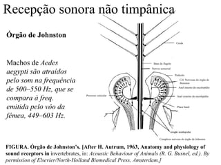 Recepção sonora não timpânica
Órgão de Johnston
                                                                                     Cerda




Machos de Aedes                                                   Base do flagelo
                                                                 Nervos sensorial
aegypti são atraídos                                                                Pedicelo

pelo som na frequência                                                                  Cél. Nervosas do órgão de
                                                                                        Jhonston

de 500–550 Hz, que se                                                                  Anel interno do escolopídio



compara à freq.
                                    Processo cuticular                               Anel externo do escolopídio



emitida pelo vôo da                                                                  Placa basal


fêmea, 449–603 Hz.


                                                                       Complexo nervoso do órgão de Johnston


FIGURA. Órgão de Johnston’s. [After H. Autrum, 1963, Anatomy and physiology of
sound receptors in invertebrates, in: Acoustic Behaviour of Animals (R. G. Busnel, ed.). By
permission of Elsevier/North-Holland Biomedical Press, Amsterdam.]
 