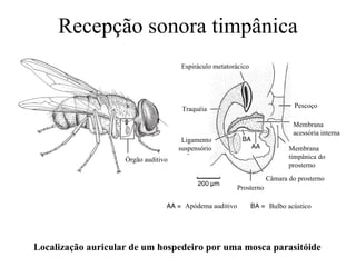 Recepção sonora timpânica
                                     Espiráculo metatorácico




                                      Traquéia                                 Pescoço

                                                                               Membrana
                                                                               acessória interna
                                      Ligamento
                                     suspensório                             Membrana
                    Órgão auditivo                                           timpânica do
                                                                             prosterno
                                                                      Câmara do prosterno
                                                          Prosterno

                                       Apódema auditivo                Bulbo acústico




Localização auricular de um hospedeiro por uma mosca parasitóide
 