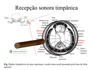 Recepção sonora timpânica
                           Traquéia
Espiráculo
  acústico                 acústica                                 Seio
                                       Tíbia      Abertura em       anterior
                                                      fenda da
                     Órgão timpânico                 cavidade                                Nervo
                                                    timpânica                                auditivo
                                               Membrana                                        Cél. sensorial
                                               timpânica                                           Cavidade
                                                posterior                                          timpânica
                                               Membrana
                                               divisora da                                         Membrana
                                                 tranquéia                                         timpânica
                                                                                                   anterior
                                                    Ramo
                                                 traqueal                                               Ramo
             AUMENTAR IMAGEM                    posterior                                               traqueal
                                                             Tranquéia                     Nervo        anterior

                                                                  Músculo      Seio
                                                                               posterior

Fig. Órgãos timpânicos de uma esperança: secção transversal passando pela base da tíbia
anterior.
 