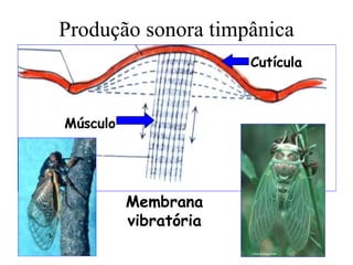 Produção sonora timpânica
                       Cutícula



Músculo




          Membrana
          vibratória
 