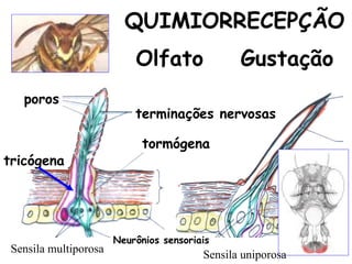 QUIMIORRECEPÇÃO
                           Olfato               Gustação
   poros
                           terminações nervosas

                             tormógena
tricógena




                       Neurônios sensoriais
 Sensila multiporosa                     Sensila uniporosa
 