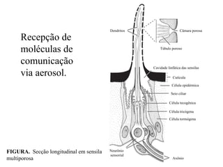 Dendritos                    Câmara porosa

     Recepção de
     moléculas de                                        Túbulo poroso


     comunicação
                                                     Cavidade linfática das sensilas
     via aerosol.                                                 Cutícula

                                                                 Célula epidérmica

                                                                Seio ciliar

                                                               Célula tecogênica

                                                               Célula tricógena

                                                               Célula tormógena




FIGURA. Secção longitudinal em sensila   Neurônio
                                         sensorial
multiporosa                                                       Axônio
 