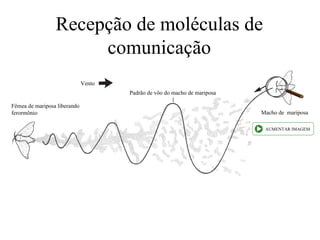 Recepção de moléculas de
                      comunicação
                              Vento
                                      Padrão de vôo do macho de mariposa

Fêmea de mariposa liberando
ferormônio                                                                 Macho de mariposa

                                                                            AUMENTAR IMAGEM
 