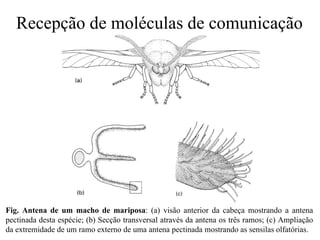 Recepção de moléculas de comunicação




Fig. Antena de um macho de mariposa: (a) visão anterior da cabeça mostrando a antena
pectinada desta espécie; (b) Secção transversal através da antena os três ramos; (c) Ampliação
da extremidade de um ramo externo de uma antena pectinada mostrando as sensilas olfatórias.
 