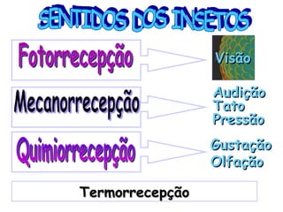 Visão

                 Audição
                 Tato
                 Pressão
                 Gustação
                 Olfação

Termorrecepção
 