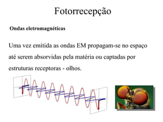 Fotorrecepção
Ondas eletromagnéticas


Uma vez emitida as ondas EM propagam-se no espaço
até serem absorvidas pela matéria ou captadas por
estruturas receptoras - olhos.
 
