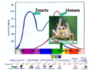 Inseto              Homem




300   390    440     490   550 570 620   770
 
