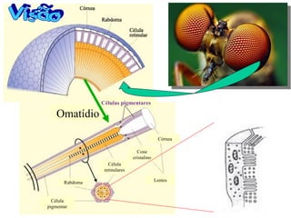 Células pigmentares

    Omatídio

                                              Córnea

                                  Cone
                                cristalino
                    Célula
                  retinulares

       Rabdoma                               Lentes



  Célula
pigmentar
 