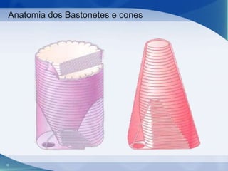 Anatomia dos Bastonetes e cones

16

 