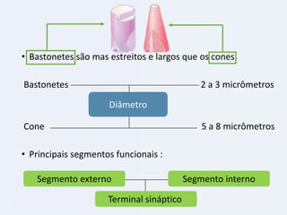 • Bastonetes são mas estreitos e largos que os cones.
Bastonetes

2 a 3 micrômetros
Diâmetro

Cone

5 a 8 micrômetros

• Principais segmentos funcionais :
Segmento externo
Terminal sináptico
17

Segmento interno

 