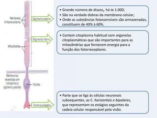 • Grande número de discos, há te 1.000;
• São na verdade dobras da membrana celular;
• Onde as substâncias fotossensíveis são armazenadas,
constituem de 40% à 60%.
• Contem citoplasma habitual com organelas
citoplasmáticas que são importantes para as
mitocôndrias que fornecem energia para a
função dos fotorreceptores.

• Parte que se liga às células neuronais
subsequentes, as C. horizontais e bipolares,
que representam os estágios seguintes da
cadeia celular responsável pela visão.
18

 