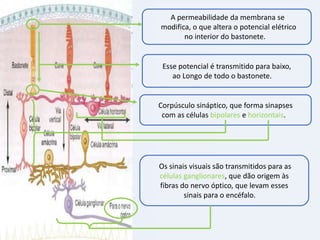 A permeabilidade da membrana se
modifica, o que altera o potencial elétrico
no interior do bastonete.

Esse potencial é transmitido para baixo,
ao Longo de todo o bastonete.

Corpúsculo sináptico, que forma sinapses
com as células bipolares e horizontais.

Os sinais visuais são transmitidos para as
células ganglionares, que dão origem às
fibras do nervo óptico, que levam esses
sinais para o encéfalo.

19

 