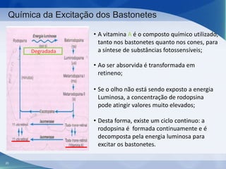 Química da Excitação dos Bastonetes

Degradada

• A vitamina A é o composto químico utilizado,
tanto nos bastonetes quanto nos cones, para
a síntese de substâncias fotossensíveis;
• Ao ser absorvida é transformada em
retineno;
• Se o olho não está sendo exposto a energia
Luminosa, a concentração de rodopsina
pode atingir valores muito elevados;

• Desta forma, existe um ciclo continuo: a
rodopsina é formada continuamente e é
decomposta pela energia luminosa para
excitar os bastonetes.
20

 