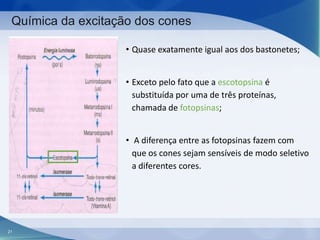 Química da excitação dos cones
• Quase exatamente igual aos dos bastonetes;
• Exceto pelo fato que a escotopsina é
substituída por uma de três proteínas,
chamada de fotopsinas;
• A diferença entre as fotopsinas fazem com
que os cones sejam sensíveis de modo seletivo
a diferentes cores.

21

 