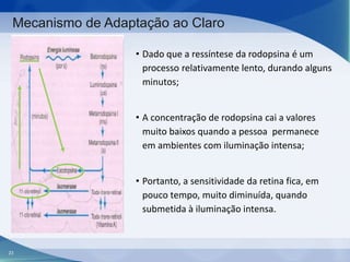 Mecanismo de Adaptação ao Claro
• Dado que a ressíntese da rodopsina é um
processo relativamente lento, durando alguns
minutos;
• A concentração de rodopsina cai a valores
muito baixos quando a pessoa permanece
em ambientes com iluminação intensa;
• Portanto, a sensitividade da retina fica, em
pouco tempo, muito diminuída, quando
submetida à iluminação intensa.

23

 