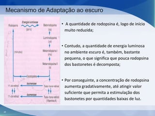 Mecanismo de Adaptação ao escuro
• A quantidade de rodopsina é, logo de início
muito reduzida;
• Contudo, a quantidade de energia luminosa
no ambiente escuro é, também, bastante
pequena, o que significa que pouca rodopsina
dos bastonetes é decomposta;
• Por conseguinte, a concentração de rodopsina
aumenta gradativamente, até atingir valor
suficiente que permita a estimulação dos
bastonetes por quantidades baixas de luz.
24

 