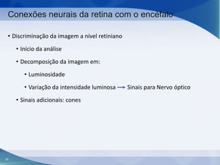 Conexões neurais da retina com o encéfalo
• Discriminação da imagem a nível retiniano
• Início da análise
• Decomposição da imagem em:
• Luminosidade
• Variação da intensidade luminosa
• Sinais adicionais: cones

30

Sinais para Nervo óptico

 