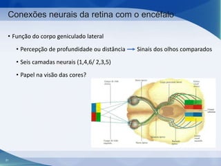 Conexões neurais da retina com o encéfalo
• Função do corpo geniculado lateral
• Percepção de profundidade ou distância
• Seis camadas neurais (1,4,6/ 2,3,5)
• Papel na visão das cores?

31

Sinais dos olhos comparados

 